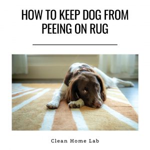 How-To-Keep-Dog-From-Peeing-On-Rug