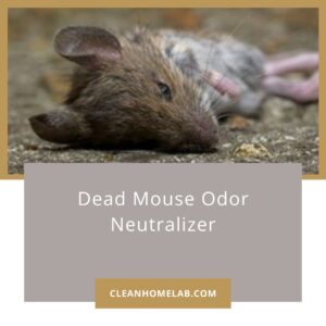 dead mouse odor neutralizer